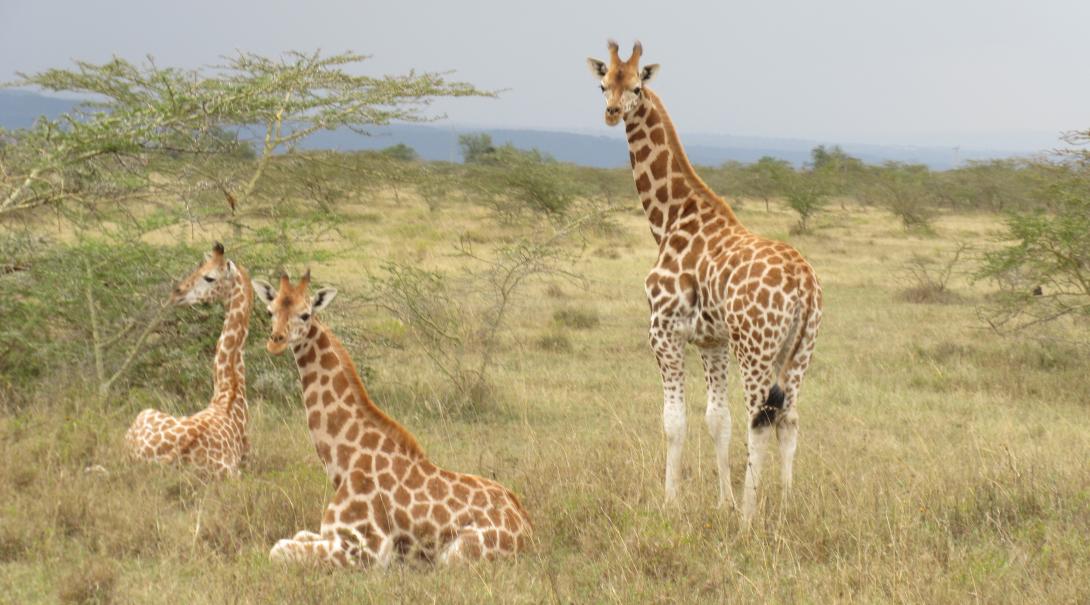 Rothschild giraffes spotted in the Soysambu Conservancy in Kenya Projects Abroad volunteers spot the Rothschild giraffe on their Conservation Project in Kenya